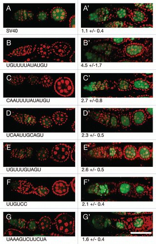 Figure 4 Translational repression of reporter mRNAs requires Bru. (A–G) The pairs of parts show GFP expressed from a reporter mRNA in aret−/+ ovaries (A–G, left) or aret−/aret− ovaries (A′–G′, right). The identity of the Bru regulatory sites is shown below, with the relative increase in GFP level from mutation of aret indicated beneath the mutant parts. The scale bar represents 50 µm. In all cases the driver was nosGAL4VP16, which is active at early stages of oogenesis (the aret mutant ovaries arrest oogenesis and do not progress to the stage shown in Figure). The transgenes are the same as those in Figure, with four copies of a particular Bru binding motif as indicated.