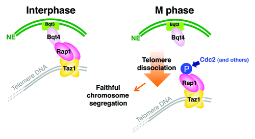 Figure 3. Model for regulation of telomere localization during the cell cycle in S. pombe. Telomeres are tethered to the NE via the Taz1-Rap1-Bqt4-Bqt3 association in interphase. During mitosis, Rap1 is phosphorylated. This phosphorylation, primarily by Cdc2, promotes the detachment of Rap1 from Bqt4 and thereby telomere dissociation from the NE. Transient telomere dissociation from the NE in mitosis is required for faithful chromosome segregation.