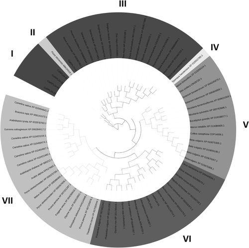 Figure 3. Phylogenetic tree of Cucurbitaceae RPL24 proteins.