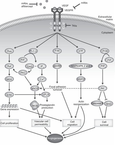 Figure 1 Connections between VEGF/VEGFR signaling and angiogenic processes. Depiction of the role of VEGFR signaling in tumor angiogenesis.Adapted by permission from MacMillan Publishers Ltd: Nat Rev Clin Oncol,Citation113 copyright 2009.