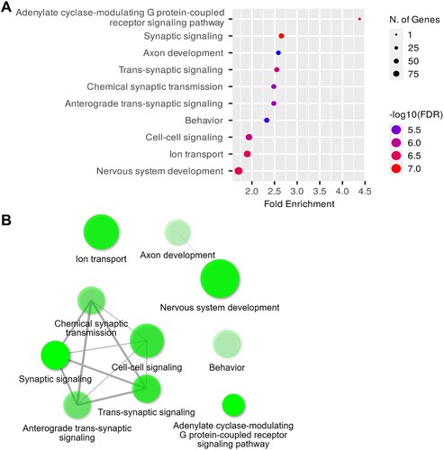 Figure 4. GOBP analysis of DEGs in the hippocampi. (A) Dot plot of enriched genes and GOBP terms (top 10) in the 6-OHDA-lesioned hippocampi (fold-change > 1.5 and adjusted P < 0.05). (B) Interaction plot showing the relationships between the enriched terms.