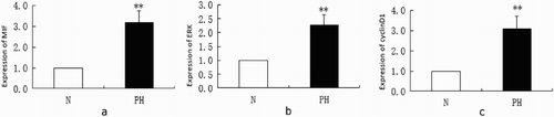 Figure 3. RT-qPCR analysis of MIF (a), ERK (b) and cyclinD1 (c) in broiler lungs (**P < 0.01). Expression levels were normalized to the levels of the geometric mean of β-actin gene expression.