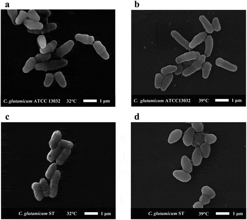 Figure 2. The cell morphology of C. glutamicum ST and C. glutamicum ATCC 13032 under electron microscope. We selected representative cell morphology at different temperatures for observation. (a) The morphology of C. glutamicum ATCC 13032 at 32°C. (b) The morphology of C. glutamicum ATCC 13032 at 39°C. (c) The morphology of C. glutamicum ST at 32°C. (d) The morphology of C. glutamicum ST at 39°C.