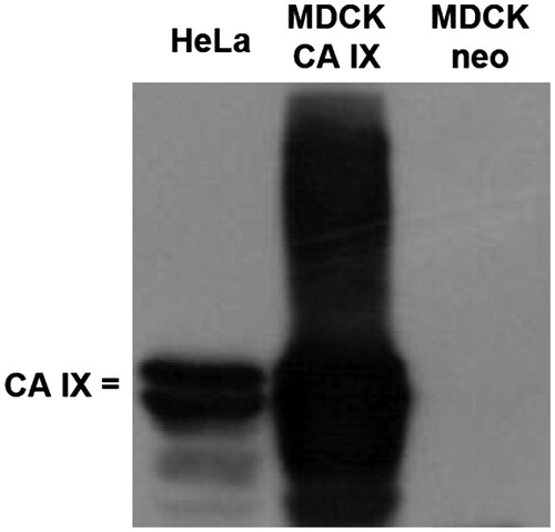 Figure 4. Immunoblotting of CA IX expression in different cell cultures. Protein lysates from CA IX-expressing (HeLa and MDCK CA IX) cells as well as negative cells (MDCK neo) were subjected to analysis using cultivation medium with the released M75 antibody. Characteristic twin band (54/58 kDa) appeared only in lines where proteins from CA IX-positive cells were loaded.
