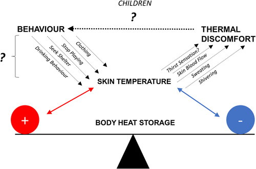 Figure 4. Skin temperature as a modulator of core temperature. When humans are given the opportunity to behaviorally thermoregulate, they may choose from a variety of activities that can directly affect skin temperature, which in turn (eventually) modifies core temperature. However, it is not known to what extent (i.e. how powerful) behavioral thermoregulation affects temperature regulation in children, especially young ones who may be dependent on supervisory control. This is a health risk concern, especially since prepubescent children who are under heat stress see changes in skin blood flow to a relatively greater extent than fully mature humans. Children may therefore experience greater (or sometimes lesser) thermal strain to a given environment compared to adults. They may also not be aware of how they are feeling when moving in a hot environment.