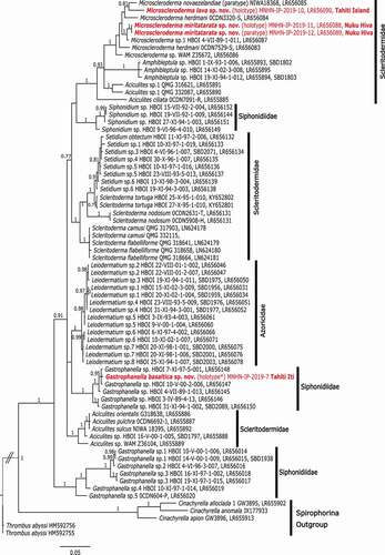 Figure 15. Bayesian inference (BI) reconstruction of the 28S rDNA gene (C1-D2 region) showing the relationship of the new species (in red) to other spirophorin species. Bayesian posterior probability values are indicated for clades >0.75 otherwise not given. Numbers following the taxon names are collection numbers or NCBI Genbank accession numbers