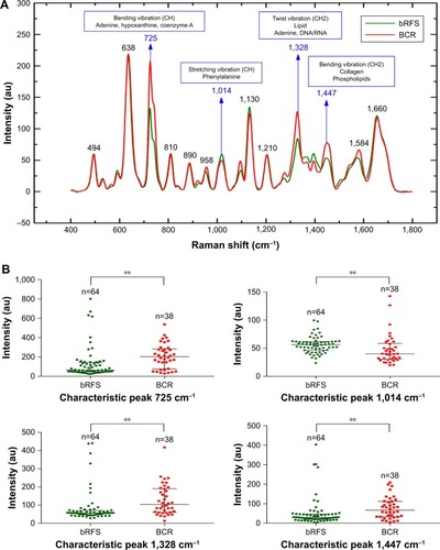 Figure 2 (A) Comparison of the normalized mean SERS spectra from 38 early biochemical recurrence and 64 bRFS plasma samples. (B) Box plots of the four significant SERS peak intensities (725, 1,014, 1,328, and 1,447 cm−1) for the two groups.Notes: The line within each box represents the median, while the lower and upper boundaries of the box indicate first and third quartiles, respectively. Comparison of the spectra data via Mann–Whitney U test, **P<0.01.Abbreviations: BCR, biochemical recurrence; bRFS, biochemical recurrence free survival; SERS, surface-enhanced Raman spectroscopy.