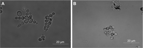 Figure 4 Interaction of modified MnFe2O4-NPs with Candida albicans cells visualized by optical microscopy.Notes: (A) C. albicans cells (105 cells/mL) in RPMI-1640 medium at 30°C. (B) C. albicans cells (105 cells/mL) in RPMI-1640 medium at 30°C with citric acid-modified MnFe2O4-NPs (250 µg/mL).Abbreviations: MnFe2O4-NPs, manganese ferrite nanoparticles; RPMI, Roswell Park Memorial Institute.