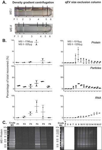 Figure 6. Density gradient and qEV fractionation of Mycobacterium smegmatis crude MVs. (a) Crude MV preparations from duplicate M. smegmatis cultures (MS I and MS II) were fractionated separately by either density gradient centrifugation (left) or by qEV size exclusion chromatography (right). A new qEV column was used for each size separation. (b) Protein, RNA yield, and particle counts are graphed as a percentage per fraction of all recovered. (c) PAGE profile of MV proteins with 10 µL of each fraction from MS I crude MV preparation loaded and stained with SYPRO Ruby.