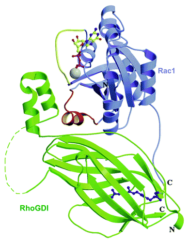 Figure 7. Ribbon representation of the Rac1−RhoGDI complex. Rac1 is depicted in blue and RhoGDI in green. The switch I and II regions in Rac1 are highlighted in yellow and red, respectively. The GDP molecule and geranylgeranyl group are represented in ball and sticks. Mg2+ is shown in gray. Loop (58−66) in GDI (dashed line) is not visible in the crystallographic structure (reprinted with permission from ref. Citation120. Copyright 2001, American Chemical Society).