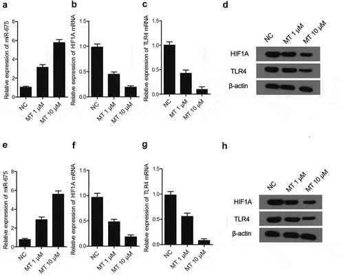 Figure 4. The effect of MT on the expression of miR-675, HIF1A and TLR4. (a) Treatment with MT elevated miR-675 level in U251 cells (* P value< 0.05, vs. NC; NC: negative control group). (b) The level of HIF1A mRNA in U251 cells was significantly decreased after MT treatment (* P value< 0.05, vs. NC; NC: negative control group). (c) The level of TLR4 mRNA in U251 cells was significantly decreased after MT treatment (* P value< 0.05, vs. NC; NC: negative control group). (d) HIF1A and TLR4 protein levels in U251 cells was down-regulated following MT treatment. (e) Treatment with MT elevated miR-675 level in SH-SY5Y cells (* P value< 0.05, vs. NC; NC: negative control group). (f) The level of HIF1A mRNA in SH-SY5Y cells was significantly dereased after MT treatment (* P value< 0.05, vs. NC; NC: negative control group). (g) The level of TLR4 mRNA in SH-SY5Y cells was significantly decreased after MT treatment (* P value< 0.05, vs. NC; NC: negative control group). (h) HIF1A and TLR4 protein levels in SH-SY5Y cells was down-regulated following MT treatment.