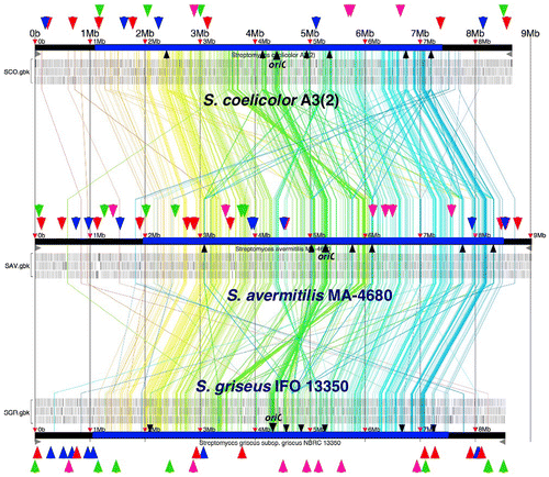 Fig. 2. Comparative analysis of chromosome structures in the genus Streptomyces and distribution of secondary metabolite biosynthesis genes (cluster).
