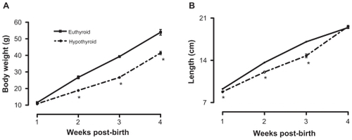 Figure 2 Effect of perinatal hypothyroid on body weight (A) and length (B) 4 weeks post birth (n = 16). *P < 0.05 vs euthyroid group at same week. R-M two-way ANOVA and Student–Newmann–Keuls post hoc.