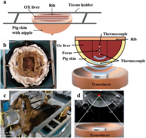 Figure 1. Experiment schematics and setup. (a) overall schematic diagram of complicated tissue acoustic model (pig skin, ox liver and pig rib); (b) complicated tissue acoustic model (left) and location diagram of thermocouples (right); (c) animal experiment setup images; (d) typical real-time sonographic image of HIFU treatment.