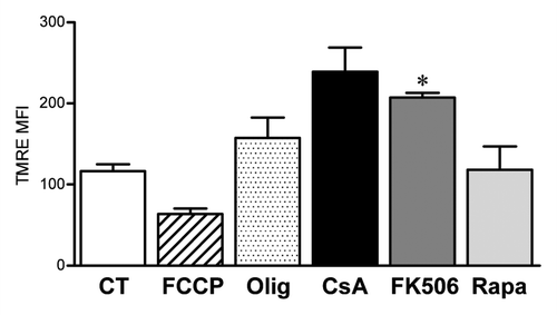 Figure 7. Altered mitochondrial membrane potential is not the cause of reduced CACO-2 viability. CACO-2 cells were cultured in the presence of vehicle, CsA (2 μM), FK506 (2 μM) or Rapa (20 nM) for 2 d. Control cells were then treated with the respiratory chain uncoupler FCCP or the ATP synthase inhibitor Oligomycin (Olig) for 15 min. All samples were stained with the fluorescent dye TMRE and analyzed by FACS. Results are the average of two independent experiments. * marks p < 0.05 when comparing to CT group.