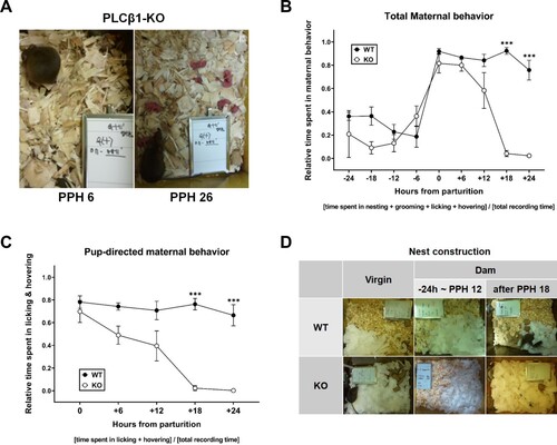 Figure 1. PLCβ1-KO dams neglected pups after postpartum hour 18 (PPH 18). (A) KO dam at PPH 6 (left) hovering over and nursing the pups, and at PPH 26 (right) neglecting pups that are left scattered all over the floor. (B) Total maternal behavior of WT (black circle) and KO (white circle) dams measured every six hours during the 48-h peripartum period. (C) Pup-directed maternal behavior of WT (black circle) and KO (white circle) dams measured every six hours during the 24-h postpartum period. (D) Representative photographs of nest construction. Top: by WT virgin females, WT dams during the period between 24 h prepartum and PPH 12 (−24 h ∼ PPH 12) or after PPH 18; Bottom center: by KO dams during −24 h ∼ PPH 12. All values are Mean ± SEM. ***p < 0.0001.