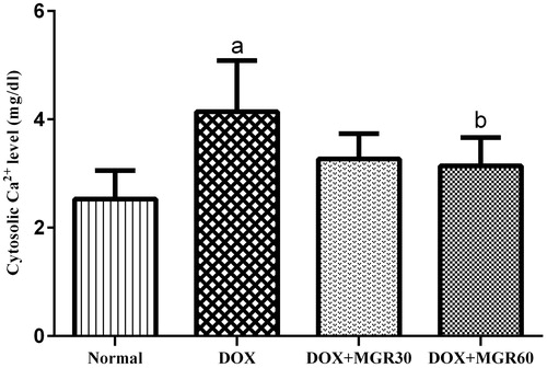 Figure 2. Effects of MGR on DOX-induced alteration of mitochondrial calcium level (mg/dl). Values are presented as mean ± SD (n = 5), ap < 0.05 versus the normal group; normal = normal group, DOX = doxorubicin 15 mg/kg bw, DOX + MGR30 = DOX 15 mg/kg bw and MGR 30 mg/kg bw/d, DOX + MGR60 = DOX 15 mg/kg bw, and MGR 60 mg/kg bw/d.