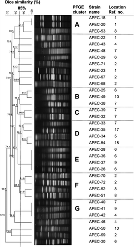 Figure 1.  Dendrogram showing the relationship of APEC strains based on XbaI-generated PFGE profiles (optimization, 1.0%; position tolerance, 1.5%). Closely related groups of strains (Dice similarity ≥85%) are indicated by bold letters (A to G). One strain (APEC-17) is not shown in the figure as it was not possible to recover the strain for further characterization. Location reference number is according to Table one..