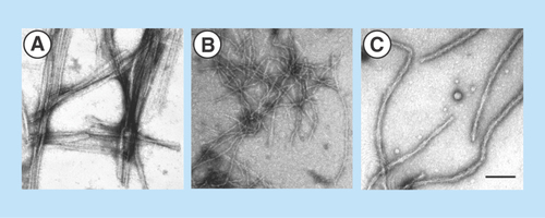 Figure 1.  Electron micrographs of the fibrils formed by (A) MSP2 8–15 peptide, (B) MSP2 1–25 peptide and (C) recombinant full-length FC27 MSP2.Peptides and protein were incubated in PBS at 1 mg/ml. Samples were negatively stained and viewed using transmission electron microscopy. The scale bar represents 100 nm.Reproduced with permission from [Citation6] © European Peptide Society and John Wiley & Sons, Ltd. (2007).