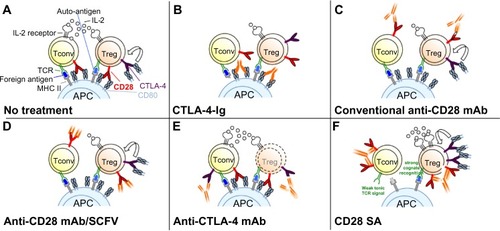 Figure 4 Schematic modes of action of drugs targeting CD28 and/or CTLA-4.