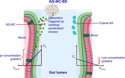 Figure 10 Absorption mechanism of AG-NC-SD.Abbreviations: AG, andrographolide; Cblood, drug concentration in blood; CS, drug saturated solubility; NC, nanocrystal; SD, solid dispersion.