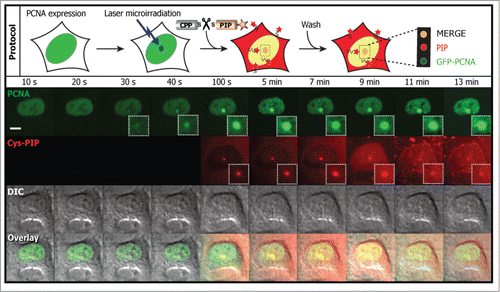 Figure 5. In vivo immediate labeling of DNA repair sites. Cartoon representation of the experimental protocol and time-lapse snapshots obtained using confocal microscopy are illustrated. GFP tagged PCNA expressing cells were microirradiated. The PL peptide fluorescently labeled and coupled by a disulfide bridge to the TAT peptide [TAT(-SS-)PL-R] was added to the extracellular media. PIP labels PCNA at repair sites. The abbreviation DIC stands for differential interference contrast. Experiments were repeated at least three times. Scale bar 5 μm.