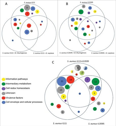 Figure 4. Overview of the predicted functions of the exoproteins found in all staphylococcal cultures. Diagram (A) depicts only S. aureus t111 proteins. The area on the top shows the proteins detected only in monoculture, while the lower left area shows a single protein detected when t111 was co-cultured with B. thuringiensis. Likewise, diagram (B) shows exclusively the proteins that belong to S. aureus t13595 in monoculture and co-culture with B. thuringiensis or K. oxytoca. Diagram (C) depicts the proteins of S. aureus t111 and t13595 grown in monoculture in the bottom areas, whilst the upper area shows the proteins identified upon co-culturing both S. aureus isolates. In the latter area, the circles are represented as pie charts. The charts show the percentage of proteins that belong to each isolate. For the unknown proteins (in grey), 50% belong to t111, 37% to t13595, and 12.5% to both of them; for the cell envelope proteins (blue) 67% belong to t111 and 33% to both isolates; for proteins involved in intermediary metabolism (green), 25% belong to t111 and 75% to t13595; and for information pathways proteins (yellow), 50% belong to t111 and 50% to both isolates.