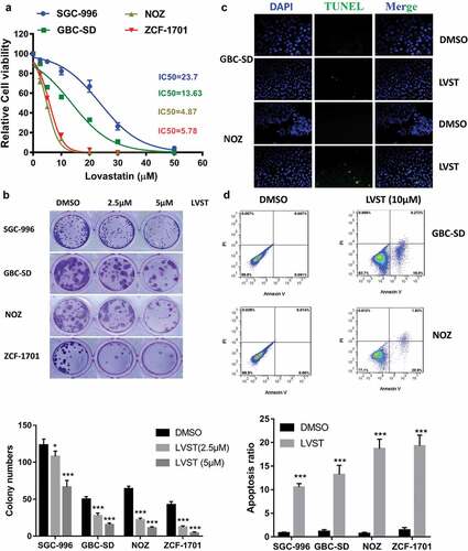 Figure 2. Suppression of cholesterol synthesis significantly facilitate GBC cell apoptosis. (a) Lovastatin inhibits GBC cell growth. Indicated cell lines were treated with indicated dose of lovastatin for 48 h. Cell viability was evaluated by CCK8 assays. (b) Lovastatin suppresses colony formation ability. 5 × 102 cells were plated into 6-well or 12-well plates overnight and treated with lovastatin (LVST, 10μM) or DMSO for 24 h. Plates were replaced with fresh medium and were incubated for an additional 2 weeks. Plates were then washed gently twice with PBS, fixed with 4% methanol for 30 min and stained with crystal violet staining solution. The number of colonies were counted and statistically analyzed. (c) Lovastatin induces DNA fragmentation as revealed by TUNEL. GBC cells were seeded on slides overnight and were treated with 5μM lovastatin for 12 h. Slides were then stained with TUNEL Apoptosis Assay Kit according to the protocol provided by the manufacturer. Before mounting, cells were counterstained with DAPI (4’,6-Diamidino-2-Phenylindole, Dihydrochloride). Slides were examined by fluorescence microscopy (Olympus DP72) or laser confocal microscopy (Olympus FV-1200), as indicated. Representative images are showed. TUNEL, Terminal deoxynucleotidyl transferase dUTP nick end labeling. (d) Lovastatin suppresses colony formation ability. 5 × 102 cells were plated into 6-well or 12-well plates overnight and treated with lovastatin (LVST, 10μM) or DMSO for 24 h. Plates were replaced with fresh medium and were incubated for an additional 2 weeks. Plates were then washed gently twice with PBS, fixed with 4% methanol for 30 min and stained with crystal violet staining solution. The number of colonies were counted and statistically analyzed. (e) Lovastatin causes significant cell apoptosis. Indicated cells were treated with indicated dose of statin for 24 h or DMSO, collected for FITC Annexin V and PI staining and analyzed by Flow cytometry