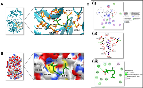 Figure 1 3D and 2D representation of the best docked pose of the compound 3-octane highlighting the critical binding site residues of Mpro. (A) Ribbon representation of the ligand 3-octane bound to the Mpro. The blue color represents the ribbon representation of Mpro while the ligand is represented in green color. The protein residues interacting with the ligand are represented in orange color. (B) The surface representations of the Mpro depicting the ligand are tightly bound within the binding groove of the protein. (C) The 2D representation of the docked pose protein–ligand complex. (i) 2D interaction diagram of 3-octane–Mpro complex generated by MOE. (ii) Ligplot representation of the protein–ligand complex drawn by LigPlot+. (iii) 2D depiction of the docked complex highlighting hydrogen bonds and cation-p interaction through DS Visualizer.