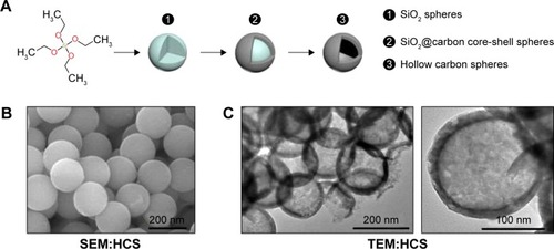 Figure 1 Preparation and analysis of morphology of HCSs. (A) Schematic representation of HCS preparation. (B) SEM image of HCS (insert scale bar, 200 nm). (C) TEM image of HCS (insert scale bar, 200 nm [left] and 100 nm [right]).Abbreviations: HCS, hollow carbon sphere; SEM, scanning electron microscopy; TEM, transmission electron microscopy.