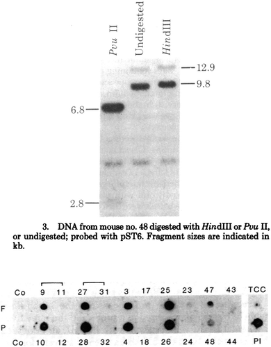 Figure 5. Visualising DNA. Above, Southern blot image from Gordon and Scangos’ analysis of the mouse 48 that carried the injected DNA after birth. Below, Tim Stewart and Erwin Wagner’s dot-blot hybrids for fetuses (F) and placentas (P) (their Southern blots were also published). From Gordon et al, ‘Genetic Transformation of Mouse Embryos’, 7382; E. Wagner, Stewart & Mintz, ‘The human beta-globin gene,’ 5017. Reproduced with permission.