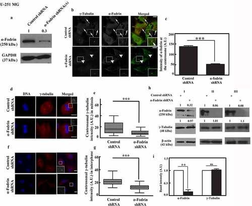 Figure 1. Reduced γ-tubulin at the centrosome upon α-fodrin downregulation. (a). Downregulation of α-fodrin in U-251 MG cells by α-fodrin shRNA (A). (b). Reduction in the centrosomal localization of α-fodrin upon α-fodrin shRNA (A) treatment in U-251 MG cells. (c). Bar graph quantification of the same (n = 52 in control and n = 66 in α-fodrin shRNA treated cells). Confocal images of U-251 MG cells showing the reduction of centrosomal γ-tubulin using shRNA (A) in mitotic (d) and interphase cells (f). (e) (n = 54 in control and n = 52 in by α-fodrin shRNA treated cells) and (g) (n = 96 in control and n = 94 in α-fodrin shRNA treated cells) are the quantitation and box plots showing the reduction respectively. (h) Western blot shows α-fodrin and total cellular γ-tubulin upon downregulation of α-fodrin. I, II and III indicates cells treated with shRNA (A), (B) and (C). β-actin was used as loading control. (i) Denotes quantification of the western blots with shRNA (A) represented in (h). *** denotes extremely significant (p-value < 0.001). Scale bar in (b) denotes 10 µm and scale bar in (d) and (f) denotes 5 µm. The experiment shown in (b) was done three times and experiments shown in (d), (f) and(h) were done five times.