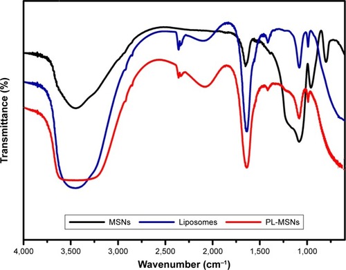 Figure 4 FTIR spectra of MSNs, liposomes, and PL-MSNs.Abbreviations: FTIR, Fourier transform infrared spectroscopy; MSN, mesoporous silica nanoparticle; PL, pH stimuli-responsive lipid membrane.