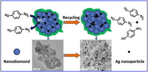 Figure 9. The catalytic reduction process of 4-NP to 4-AP and the proposed deactivition mechanism of the Ag-TPND catalyst after multiple recycle.