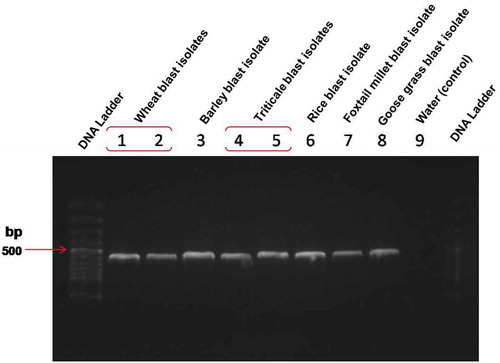 Fig. 3 PCR analysis of triticale blast isolates and some other blast isolates from different hosts with an ITS primer set (ITS5 and ITS4)