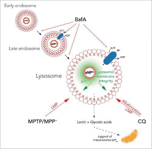 Figure 7. Proposed PLGA-aNP mechanism. PLGA-aNP are endocytosed by a nonspecific event and then traffic from early endosomes to late endosomes and ultimately are delivered to lysosomes where they can exert their effect. A key step in PLGA-aNP effect is the protonation in the late endosome (aNP+). Once in the lysosome, PLGA-aNP can stabilize lysosomal pH (pHL) and maintain lysosomal membrane integrity. MPTP and its active ion MPP+ induce lysosomal membrane permeabilization (LMP), which is blocked by PLGA-aNP. The lysosomotropic drug chloroquine (CQ) induces lysosomal alkalinisation and LMP that are both inhibited by PLGA-aNP. Only bafilomycin A1 (BafA) blocks the effect of PLGA-aNP. We showed that it is, at least partially, due to the inhibition of trafficking of PLGA-aNP but might also involve the inhibition of PLGA-aNP protonation due to the inhibition of lysosomal V-ATPase proton pump (in blue). PLGA-aNP might also be degraded and their derivative (lactic and glycolic acids) might support the mitochondrial membrane potential (ΔΨm).