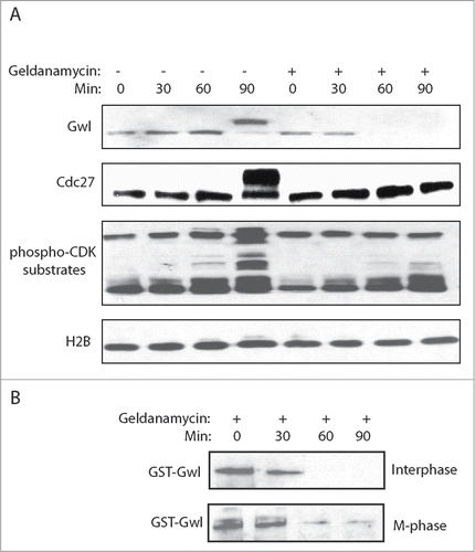 Figure 3. Hsp90 is required for the stabilization of Gwl. (A) Xenopus egg extracts were prepared as described in Materials and Methods, and treated with or without Geldanamycin (2 μM). Extracts at indicated time points were analyzed by immunoblotting for Gwl, Cdc27, phospho-Cdk substrates, and H2B. (B) GST-Gwl was added into Xenopus egg extracts in either interphase or M-phase, and incubated overtime with Geldanamycin. Extract samples were analyzed by immunoblotting for GST.