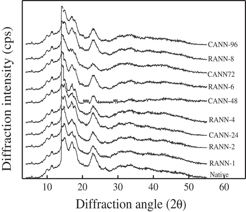 Figure 2. X-ray diffraction patterns of native, RANN and CANN starch samples