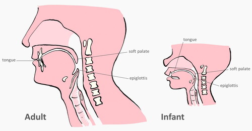 Figure 2. The mouth and pharynx anatomy in infants and adults.