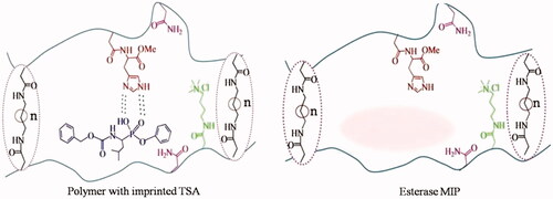 Figure 24. Polymer catalyst with TSA and the imprints of TSA [Citation59, Citation60].