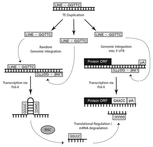 Figure 2. Cartoon illustration of the genomic events believed to be responsible for the formation of many miRs. Origin of numerous miRs occurs when random TE insertions gives rise to a beneficial regulatory adaptation within the organism. Subsequent transcription of this TE interface by RNA polymerase followed by RISC processing can lead to miR establishment if the resulting small RNA confers some advantage in gene expression.