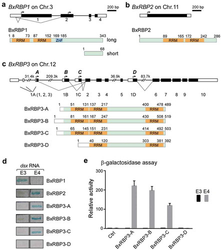 Figure 2. Gene structures and transcripts of the three identified RNA-binding proteins in Bombyx mori.Exons and introns of the BxRBP1 (A), BxRBP2 (B) and BxRBP3 (C) transcripts are defined according to results from 5ʹ- and 3ʹ-RACE. Functional protein domains of each transcript are generated according to NCBI information based on their coding sequences (black boxes), in which RRMs are highlighted in orange. Translation start sites (black arrows) and alternative splicing isoforms (V-shape lines) are also indicated. (D) Interaction between full-length of the three BxRBPs with Bm-dsx sex-specific exons by Lac-Z assay. All the four isoforms of BxRBP3 are tested. (E) Quantitation of interactions by β-galactosidase assay. The luminescent signal output from LacZ gene was normalized to cell number. Mean values ± s.d. of three technical replicates from one of three independent experiments are shown.