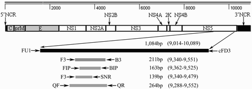 Figure 1. Locations of the selected primers in the NS5 gene (strainYY5, GenBank accession number HQ641390). Primers FU1 and cFD3 were used to amplify a 1084 bp segment of the NS5 gene. Primers F3 and B3 were used to amplify a 211 bp segment of the NS5 gene in C-RT-PCR and also used as external primers in RT-LAMP method. Primers FIP and BIP were used in RT-LAMP as internal primers. Primers F3 and SNR were used to amplify a 139 bp segment of the NS5 gene in the second stage of SN-RT-PCR. Primers QF and QR were used in Q-RT-PCR.