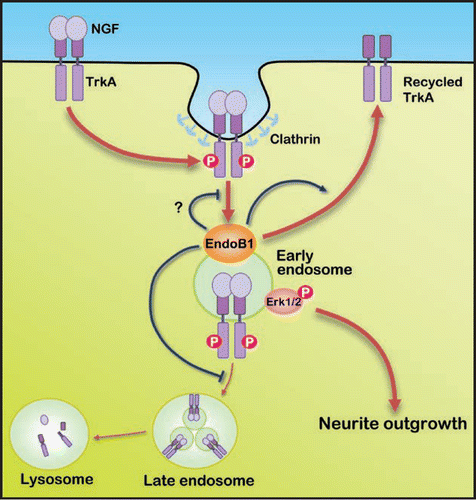 Figure 1 A schematic depicting the potential role of endophilin B1 in NGF/TrkA trafficking and downstream function. Binding of NGF to TrkA triggers internalization of the NGF/TrkA complex through clathrin-mediated endocytosis. Subsequent to clathrin uncoating, the vesicles containing the internalized NGF/TrkA complex fuse with early endosomes, where endophilin B1 interacts and co-localizes extensively with early endosome marker EEA1. Endophilin B1 possibly controls the trafficking of internalized NGF/TrkA from early endosomes to late endosomes, as knock-down of endophilin B1 expression results in premature targeting of TrkA to late endosomes and lysosomes, leading to reduced total TrkA level. Endophilin B1 also appears to facilitate recycling of NGF/TrkA to the cell surface. Nonetheless, whether endophilin B1 regulates endocytosis and the trafficking of NGF/TrkA from plasma membrane to early endosomes remain to be elucidated. Our data suggest that by preventing precocious targeting of NGF/TrkA to the degradation pathway, endophilin B1 preserves TrkA level and contributes to Erk1/2 activation on endosomes, thereby enabling NGF-induced neurite outgrowth.