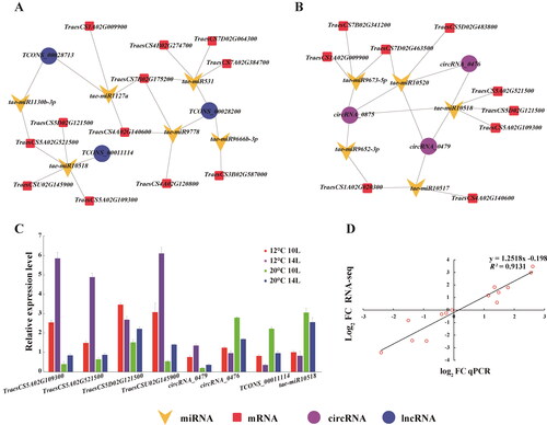 Figure 7. Network analysis of male sterility-related lncRNA-miRNA-mRNA (A) and circRNA-miRNA-mRNA (B). Validation of the expression of the male sterility-related ceRNA network (TraesCS5A02G109300, TraesCS5A02G521500, TraesCS5D02G121500, TraesCSU02G145900, circRNA_0479, circRNA_0476, TCONS_00011114 and tae-miR10518) by qPCR (C). (D): The correlation between the transcriptome data and the expression levels detected by qPCR for the selected genes.