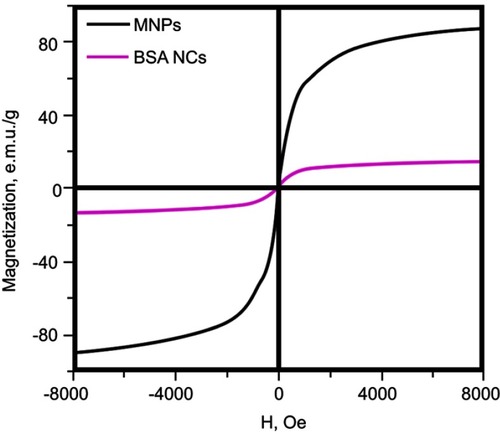 Figure S4 Magnetization curves of MNPs and BSA NCs.Abbreviations: MNPs, magnetite nanoparticles; BSA, bovine serum albumin; NCs, nanoclusters; MNPs, magnetite nanoparticles.