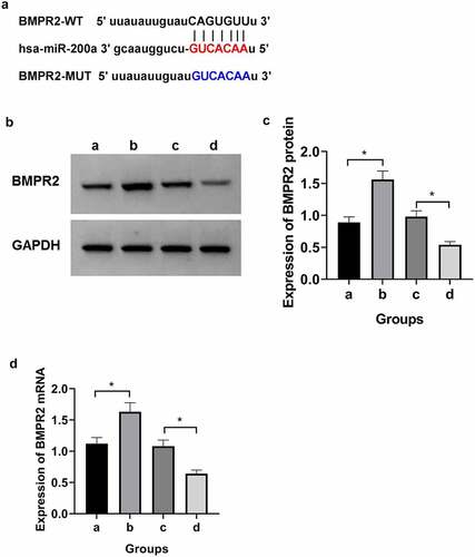 Figure 2. miR-200a targeted regulation of BMPR2. a: Binding site of BMPR2 and miR-200a. b: Western blot. c:Expression of BMPR2 protein when overexpressing or inhibiting miR-200a. d:Expression of BMPR2 miRNA when overexpressing or inhibiting miR-200a. a:inhibitor-NC; b:inhibitor-miR-200a; c:mimic-NC; d:mimic-miR-200a