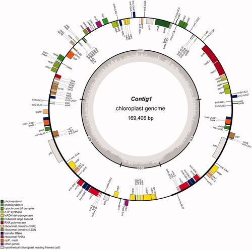 Figure 1. The phylogenetic relationship of Begonia handelii reconstructed with complete plastid genome sequences of Begonia downloaded from NCBI. Bootstrap support values >75% are indicated next to the branches.