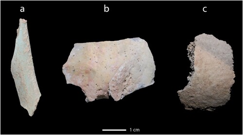 Figure 15 Additional images of the individual illustrating variations in burning colour: a) warped long-bone fragment burned to a blue colour; b) right temporal burned to a pink colour; and c) unsided humeral head showing a stark contrast between grey and light brown colours, indicating differential burning temperatures from tissue shielding. (courtesy of the Megiddo Expedition).