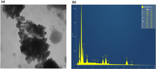 Figure 8. TEM imaging (a) and EDS analysis of FeO2 NPs synthesized using aerial parts of E. tirucalli (b).